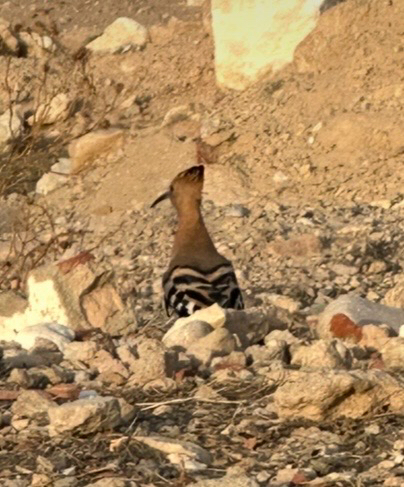 Common Hoopoe