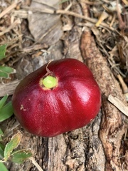 Phaleria clerodendron