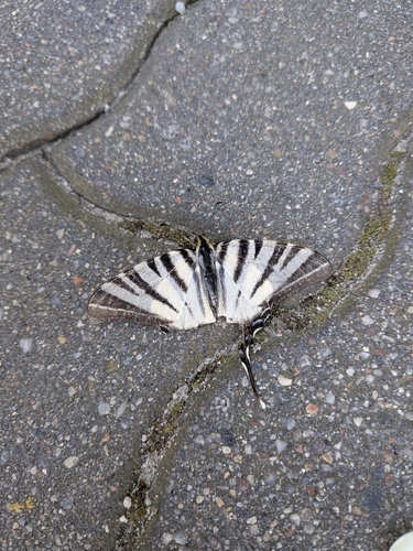 Scarce Swallowtail