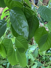 Phaleria clerodendron