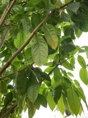 Phaleria clerodendron
