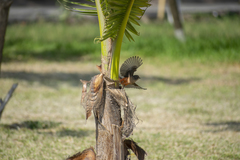 Pyrocephalus rubinus obscurus