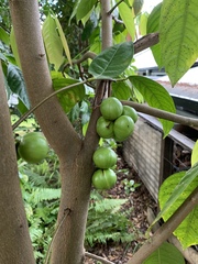 Phaleria clerodendron