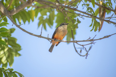 Pyrocephalus rubinus obscurus
