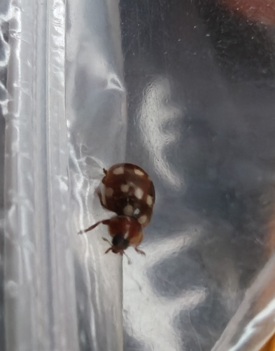 Cream-spotted Ladybird