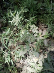 Phacelia imbricata imbricata