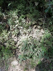 Phacelia imbricata imbricata