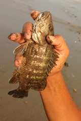Lutjanus novemfasciatus
