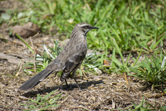 Mimus longicaudatus