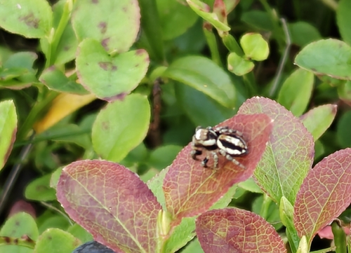 Woodland Jumping Spider