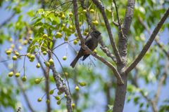 Pyrocephalus rubinus obscurus