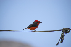 Pyrocephalus rubinus obscurus