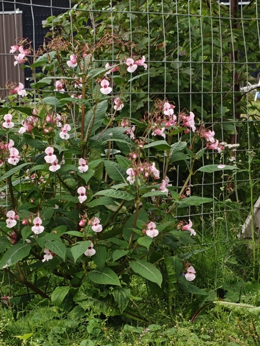 Himalayan balsam