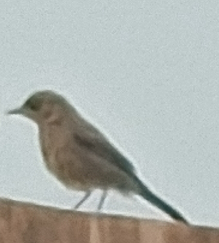 Brown Rock Chat
