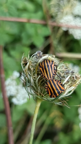 Sicilian Striped Shieldbug