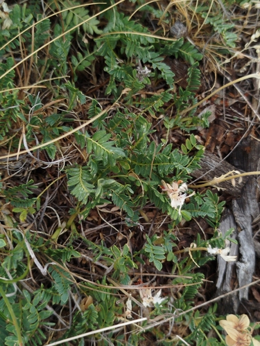 Mountain Kidney-vetch