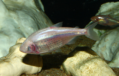 Mexican Tetra photo 1