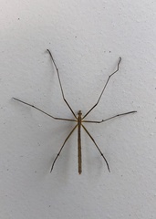 Apterobittacus apterus