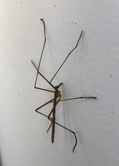 Apterobittacus apterus