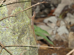 Anolis limifrons