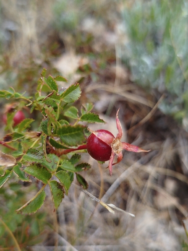 Burnet Rose
