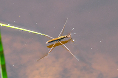 Limnoporus