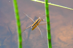 Limnoporus