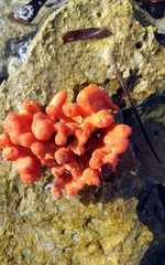 Clathria