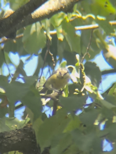 Eurasian Blue Tit