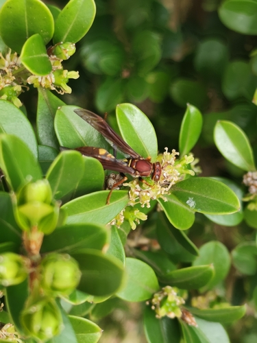 Variegated Paper Wasp