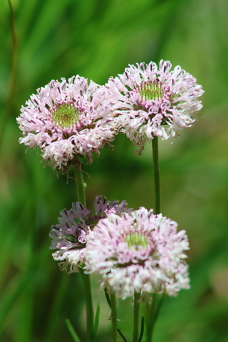 Marshallia graminifolia, photograph 4