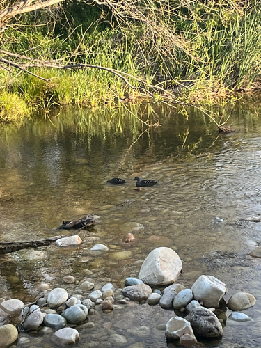 iNaturalist image