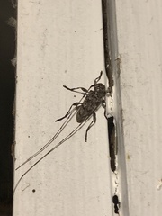 Acanthocinus obsoletus