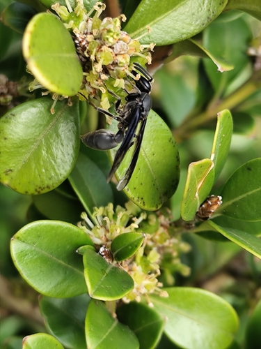 Polybia ignobilis
