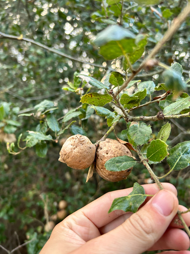 iNaturalist observation photo of Live Oak Apple Gall Wasp