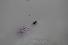 Trachemys venusta cataspila