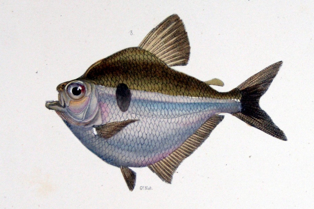 Discus Tetra