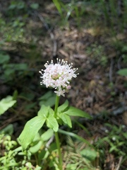 Valeriana californica