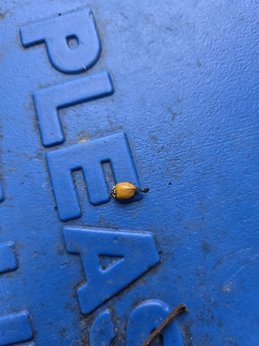 Asian Lady Beetle