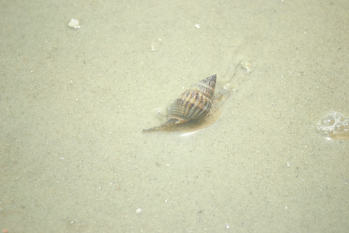 Nassarius livescens observed 2026-08-14