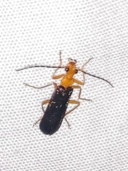 Podabrus fayi