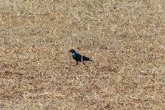 Lamprotornis chloropterus