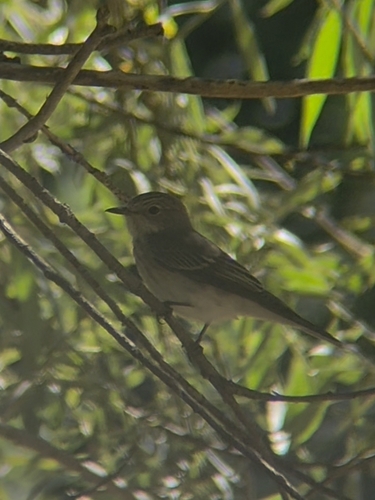 Spotted Flycatcher