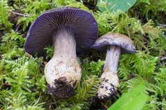 Cortinarius subolivascens