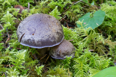 Cortinarius subolivascens