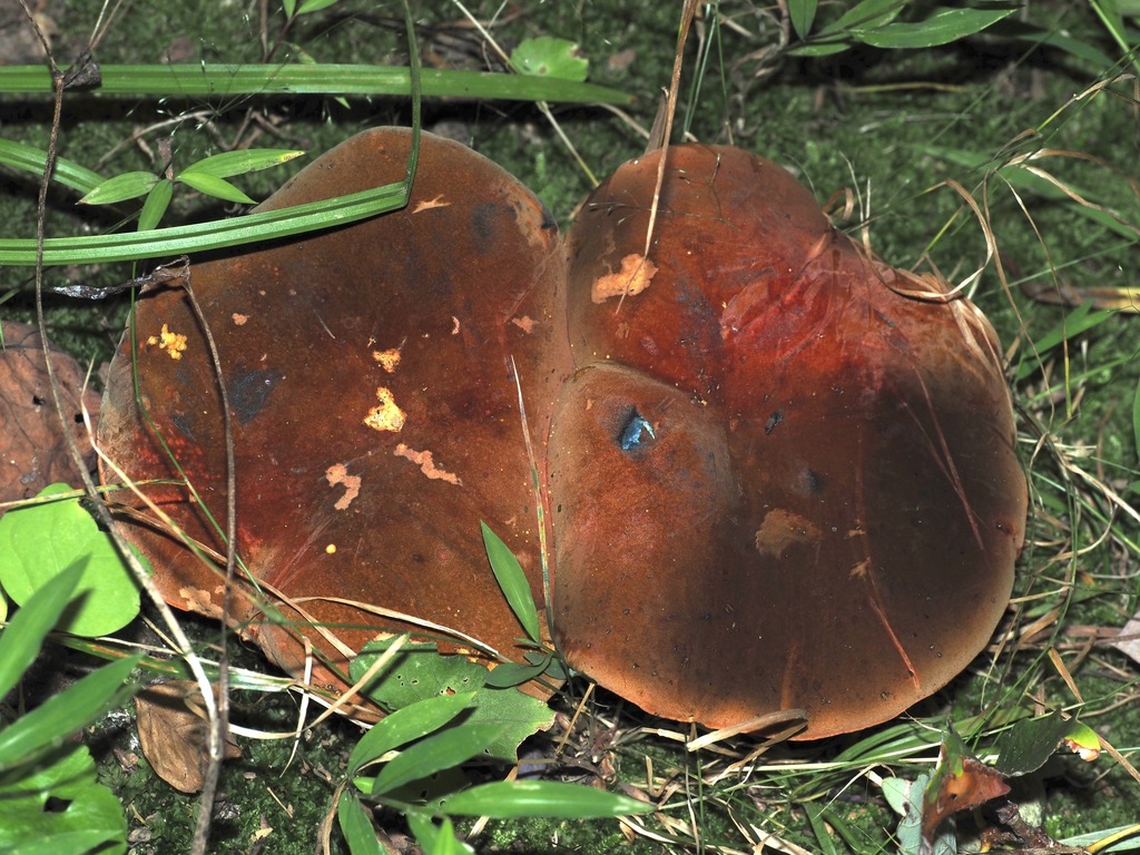 Neoboletus sp. 'varietatibus' · August 2026 · photo: Photo: (c) Jeff Clark, some rights reserved (CC BY) · iNaturalist