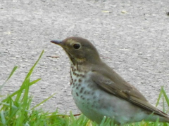 Catharus ustulatus