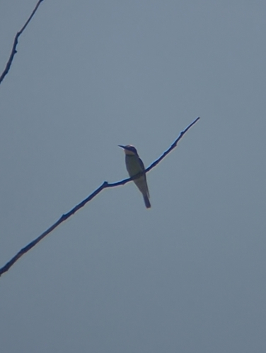 European Bee-eater