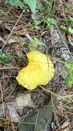 Chicken Fat Mushroom