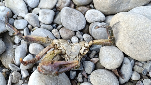 Mediterranean Freshwater Crab